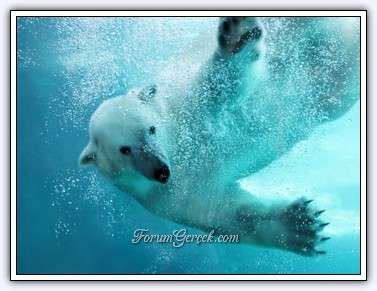 kutup ayısı kaç km yüzer